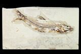 Rare Cretaceous Fossil Fish (Hakelia) - Hakel, Lebanon #162777-1